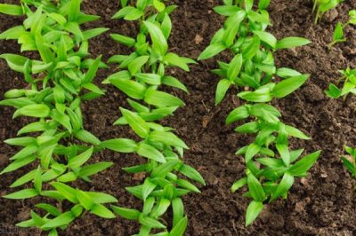 辣椒适龄壮苗的生育期，春季育苗为70-100天