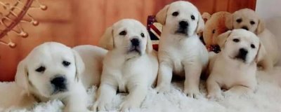 拉布拉多幼犬如何饲养，需按照少量多餐的原则喂食