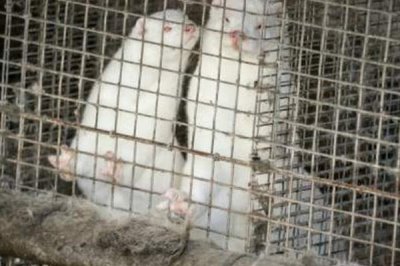 冬季后备种貂的管理技术,公母要分开单独管理