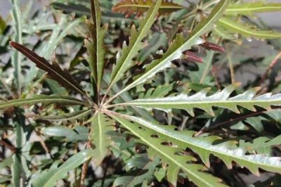 怎么养孔雀木，适宜的生长温度为18-28度