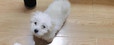 家里狗味太重如何去除，需定期清洗和消毒狗狗的用品