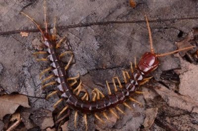 蜈蚣的食物，喜欢吃蝗虫、蟋蟀、蜻蜓等活体昆虫