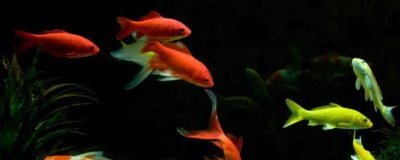 5厘米的金鱼怎么养长得快，要给它们准备一个舒适的生活环境
