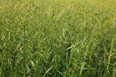 燕麦种子怎么挑选，首先要检查种子的合格证