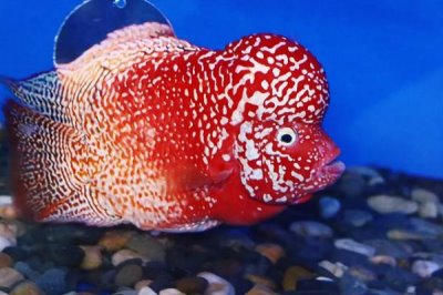 罗汉鱼的养殖技术,中性或稍弱酸性的水质为佳