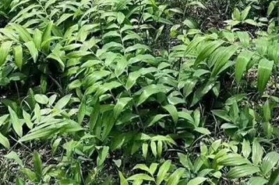 黄精的产地，种类多产地分布广