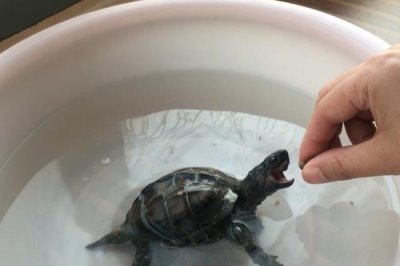 草龟怎么养,要确保水质干净清爽