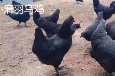 乌鸡的产地,原产自江西省的泰和县武山