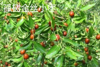 河北省安新县的特产,白洋淀熏鱼深受旅客欢迎