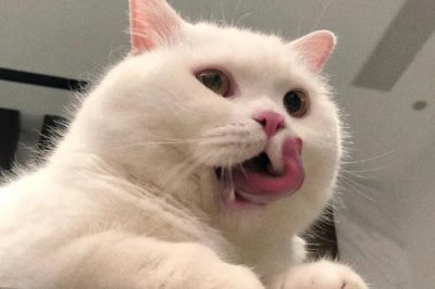 榴莲对猫的危害，会导致其呕吐、上火和拉肚子