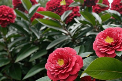 山茶花的主要产地,原产地是在中国和日本