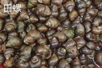 淡水螺的产地,广东、福建等地养殖较多