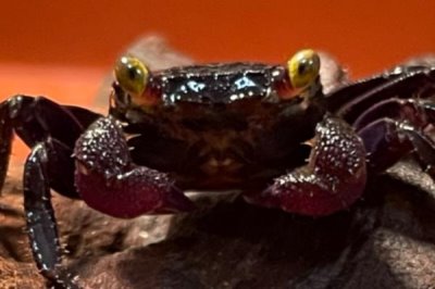 观赏螃蟹吃什么,鱼虾、红虫、螺蛳、浮萍等都可以吃