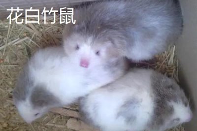 竹鼠一年可以生多少胎，通常可产下2-4胎