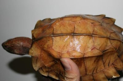 锯缘龟好不好养,养殖难度为中等