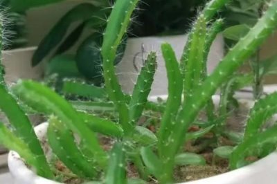 火龙果能否在家种植,可以采用盆栽的方式种植