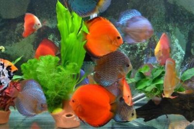 养鱼用什么水养,用自来水就可以