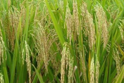 名丰优5279水稻种子特征特性,全生育期119.5天