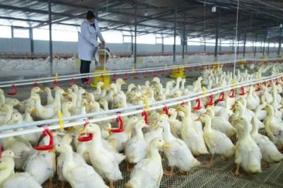 鸭子圈养技术,选择优良的品种是关键