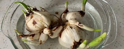 水仙花球开过花后如何处理，需及时清洗杀菌处理