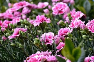 康乃馨叶片发黄原因和处理方法,盆土偏碱容易出现黄叶