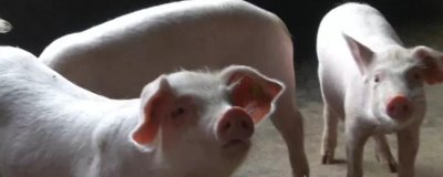 人工饲喂小猪能不能养活,喂食猪仔专用奶粉可让它存活