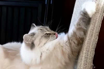 猫为什么要磨爪子，可以使爪子更加锋利也能留下气味标识领地