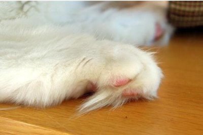 为什么猫咪会有脚臭,可能是脚毛太长容易吸收汗液所致