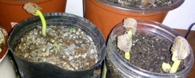 发财树如何播种繁殖,秋天从成熟的果实内取出种子播种