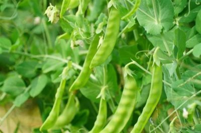 荷兰豆一年种几次，一年可以栽种四次