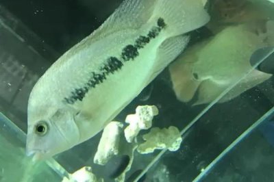 白点病升温后几天脱落,需要一周的时间