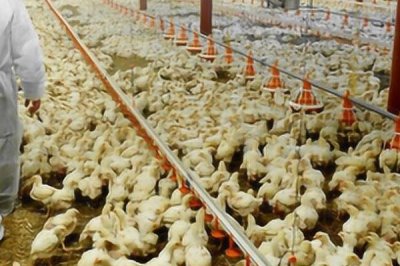 小鸡孵化多长时间可以喂食,出壳后的12-24小时内开食