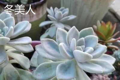 哪些多肉植物比较容易养,可选择姬胧月、虹之玉、冬美人等品种