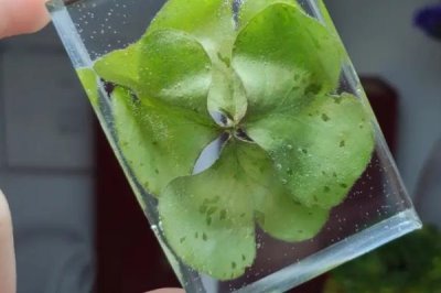 四叶草标本制作方法,采集完整的且有一定生长期的的四叶草