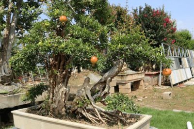 石榴为什么要整形修剪,是为了让石榴花多、果多、造形美