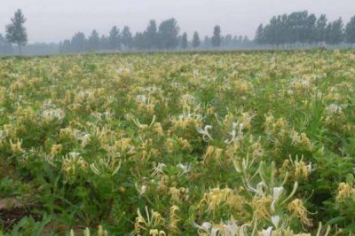 金银花的种植方法,可以采用播种的方法