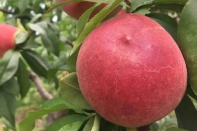 胭脂脆桃的成熟时间,一般为6月份