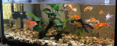 鱼缸不打氧气鱼会不会死,鱼不一定会死