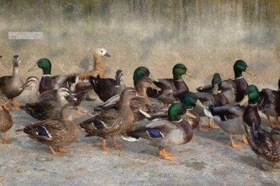 养殖绿头鸭的前景，现今市场需求大前景广阔