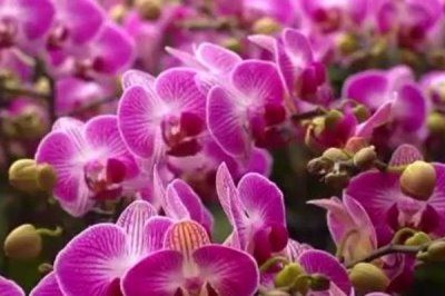 蝴蝶兰的养殖方法,用弱酸性土种植为宜