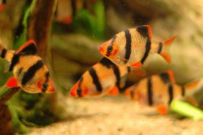 观赏鱼不喂的情况下能活几天,一般可以活一个月左右