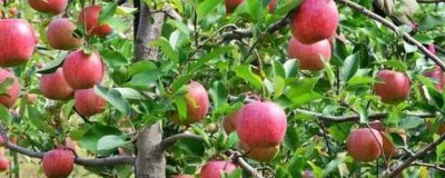 苹果个头小的原因,可能是施肥过剩或病虫害影响等