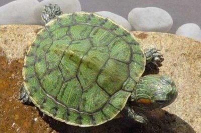 巴西龟外壳翘能恢复吗，要看它们翘壳的情况