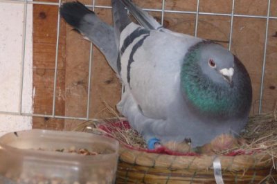 鸽子繁殖期的饲养注意事项,要经常检查鸽子孵化的巢盆