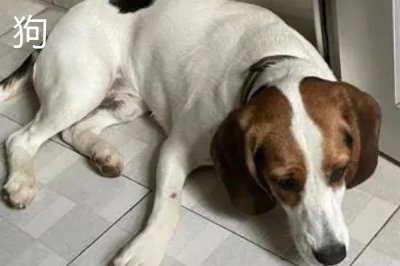 狼是不是哺乳动物,属于哺乳动物