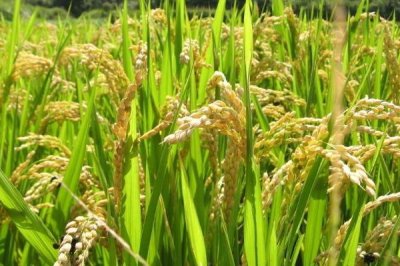晖两优5281水稻种子特征特性,每亩插足基本苗6万以上