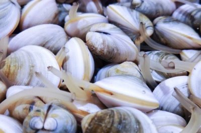 怎么养殖花甲，白苗和大苗分别采取干播与湿播