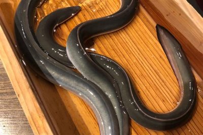 鳗鱼买回来可以存活多长时间,养护得当时寿命能达到几十年