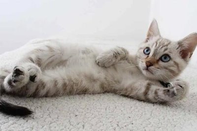 宠物腹泻的症状，主要表现为排便的次数会大幅增加