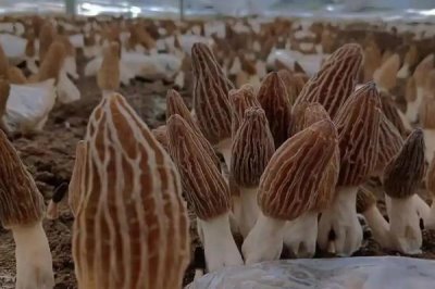 食用菌的种植前景,市场需求大前景广阔